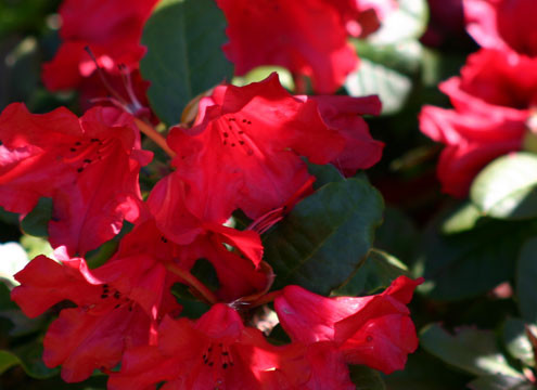 Sklepy Ogrodnicze Migrola rododendron