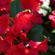 Sklepy Ogrodnicze Migrola rododendron